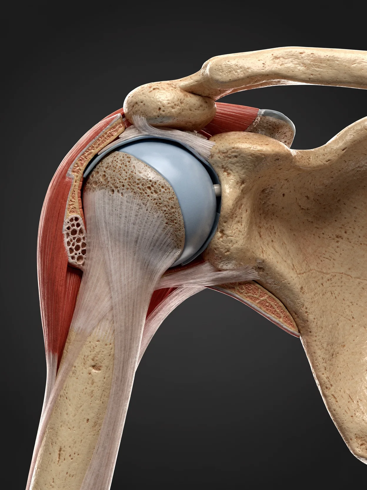 Chiropractor treating a patient with shoulder pain at Central Illinois Spine in Normal, IL